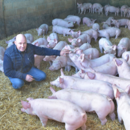 Monsieur Denoual avec ses porcs élevés sur paille à Médréac