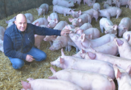 Monsieur Denoual avec ses porcs élevés sur paille à Médréac